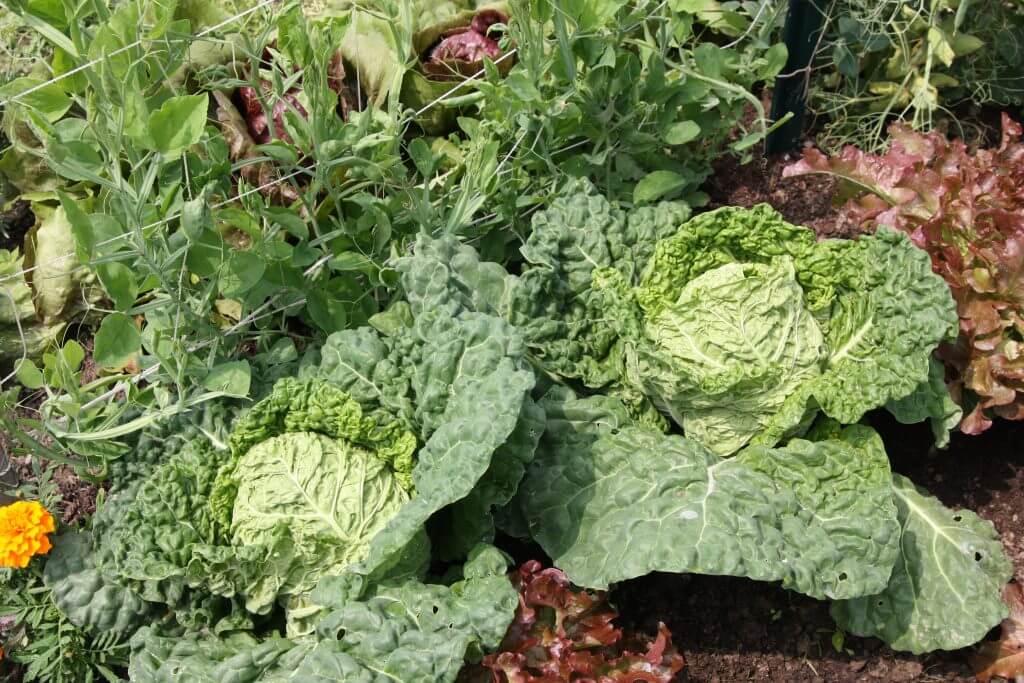 Seasonal vegetables